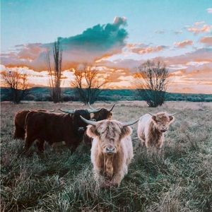 Highland Cow Art Print 8x10.5